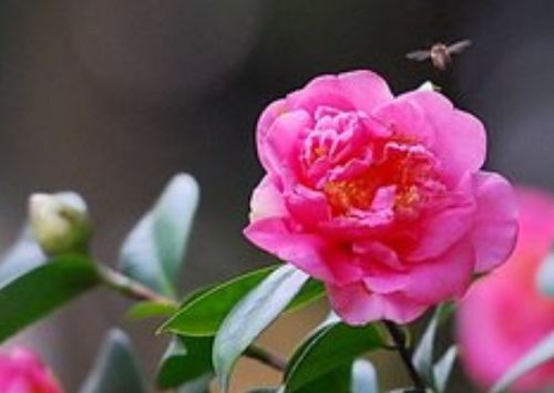茶花新品“并蒂嫦娥”，寓意并蒂花开