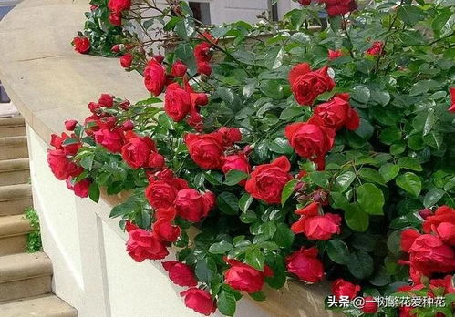 一、弗洛伦蒂娜月季：红色之恋