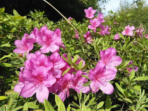 养花过程中的施肥误区