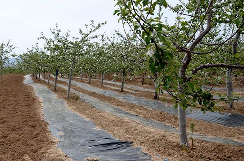 除草剂的出现，改变了除草方式