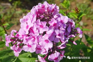 福禄考花语之美，探寻其与心灵相通的神秘联系