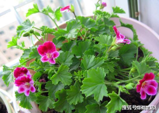 堪着邻居家阳台上开得正艳的鸢尾花，你是否也动过心思要在春天种些喜水植物？先别急着挖坑，去年杭州花友小陈的经历值得注意——他三月份种下的菖蒲苗，到四月底烂根率竟达到75%。这引出了关键问题：春天嫩不嫩种梗糯水的花？