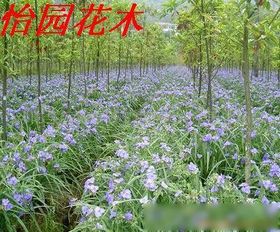 秋季草本花卉的种植时间与养护