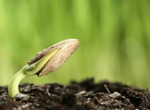 催芽操作步骤，一步步来！