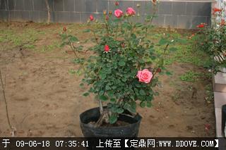 树状月季的培育与发展