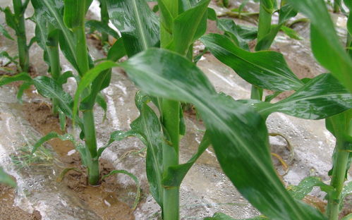 玉露香梨品种深度解析：种植技巧与市场潜力视频教程