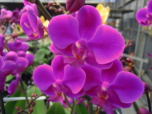 一叶兰：优雅的室内植物