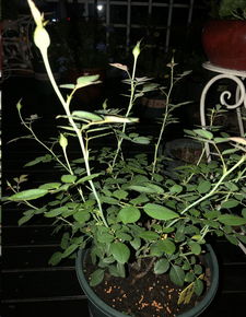 修剪步骤大揭秘