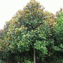 胸径达到多少才算成年树呢？