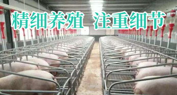 猪场除臭新法，绿色养殖更环保