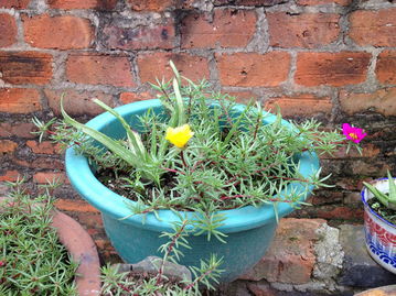 窗台上的小秘密：温度记录仪和我的种植心得