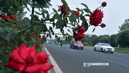 芬芳娇艳的花朵