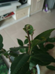 初夏剪枝，促生长