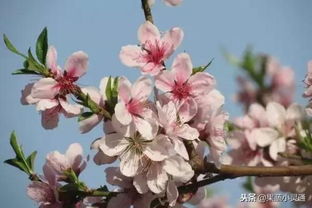 桃树开花后的病虫害防治小技巧