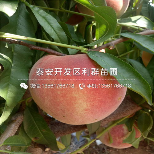 木槿花苗的价格参考