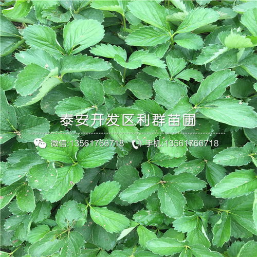 杂草萌发前使用