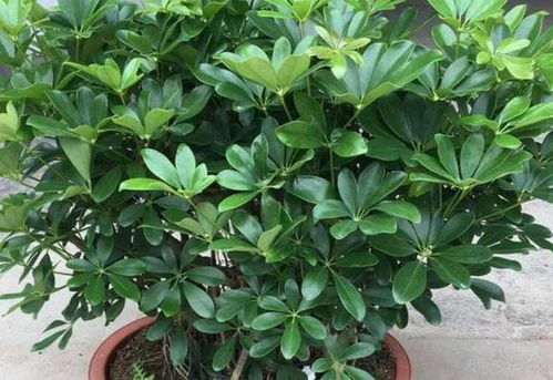 室内养殖白花植物的选择