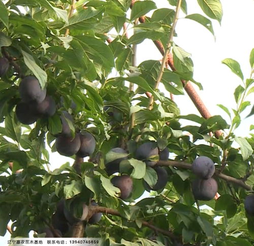 防治吸果夜蛾的农药