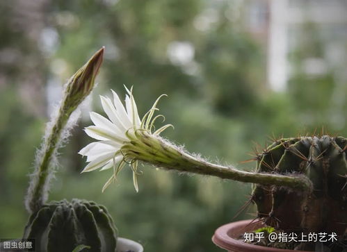 仙人球换盆的最佳季节是什么时候？有没有什么特别的季节需要注意