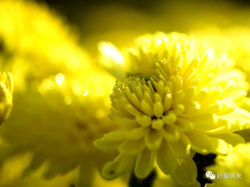 如何准确识别黄花草
