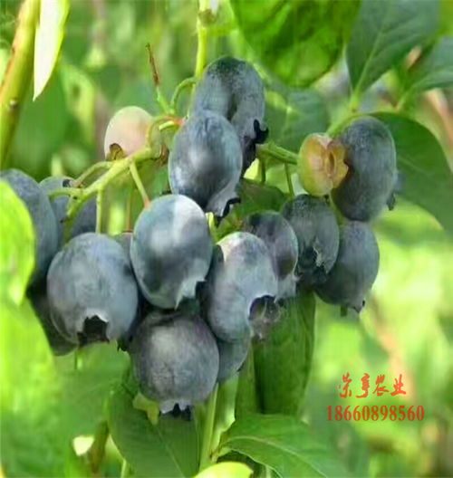 蓝莓种植方法有哪些？新手也能轻松掌握的技巧