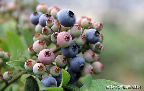 生物杀线虫剂的应用