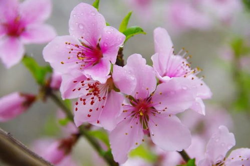 逆光拍摄，花瓣透亮