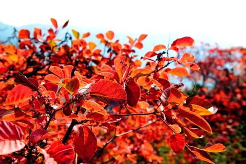 广东沿海地区是否适合种植红枫树