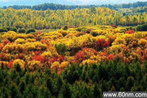 点拍即得：App如何成为绿色宝库的向导