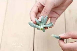 花根烂了如何快速挽救