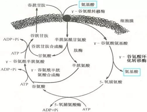 饲料中添加的石粉粒径是多少，对动物消化吸收有何影响？