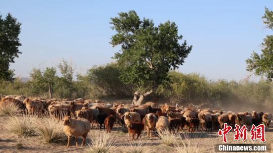 夏季牲畜防暑降温，凉性中草药灌服佳