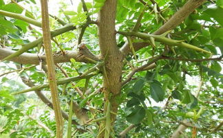 皂角米的储存时间