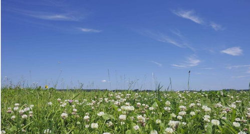 红豆草喜光耐旱，固氮改良土壤