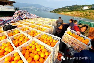 重庆奉节脐橙怎么挑？教你几招
