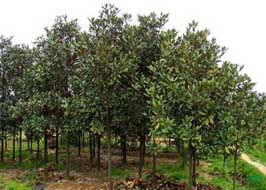 广玉兰的种植与养护