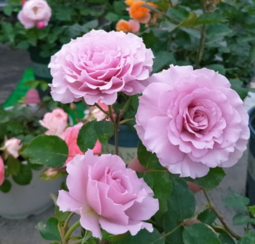 第三步：停止修剪， 让月季慢慢长