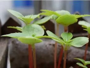 凤仙花种子种植方法是什么？浇水施肥有哪些注意事项