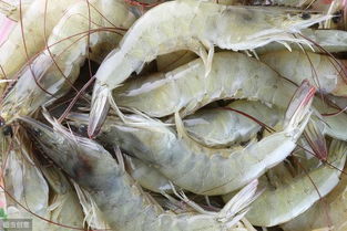 在家养南美白对虾，对虾不吃料板时可以拌什么？这种虾一天中何时进食最适宜？