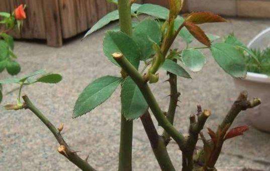 修剪的时候，要留意点啥？