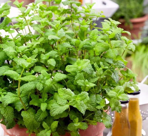 透明容器是展现水养植物美学的精髓