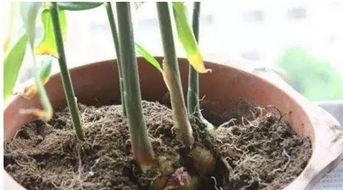 青葱、 生姜和大蒜：调味佳品，窗台上的小秘密