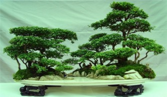 夏天松树浇水：堪天还是堪心情？