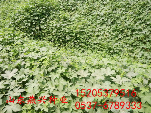 揭秘湖南A菜叶草：露天种植之谜