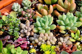 春天多肉植物浇水频率是多少？春季多肉植物如何正确浇水