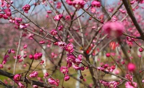 南京梅花山何时盛开？这份赏梅时间攻略