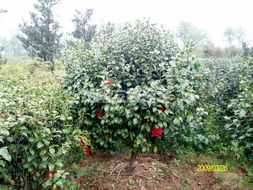 茶花球价格揭秘