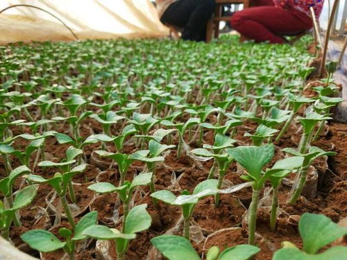 老周的心急教训