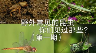 幸福树为何油光锃亮却藏虫？