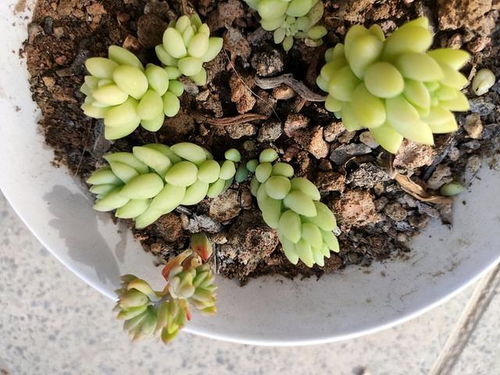 多肉叶尖干枯，如何挽救